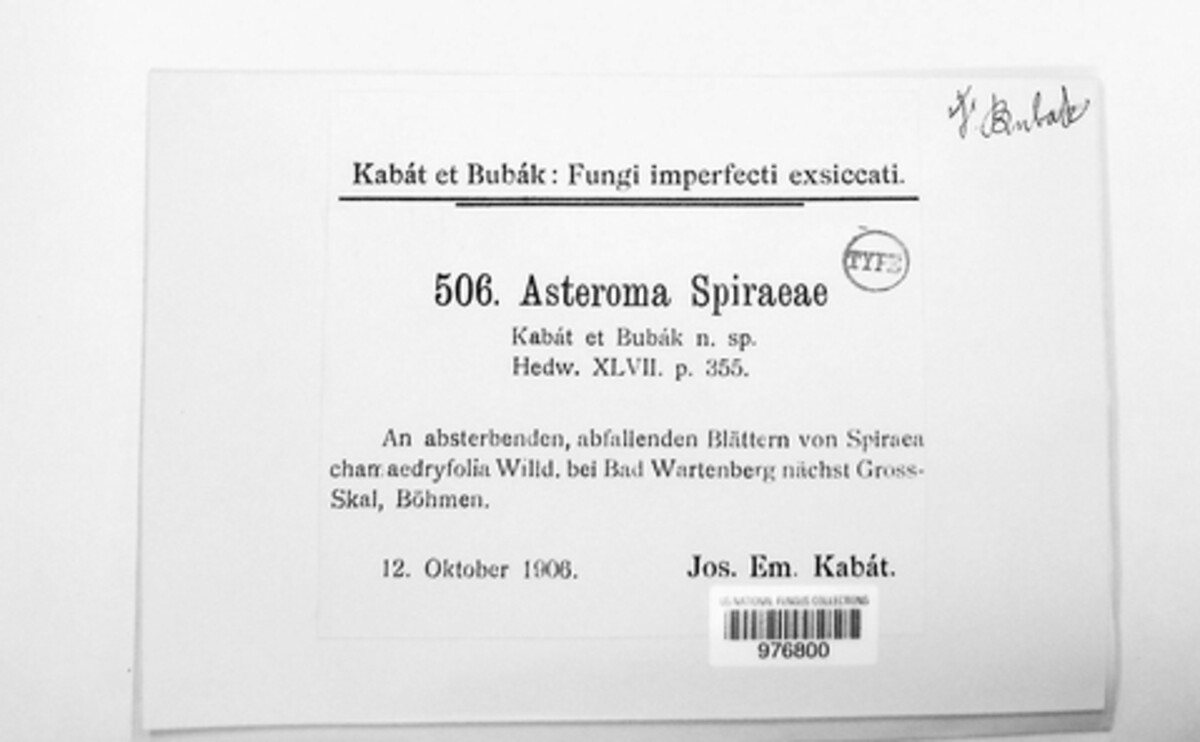 Asteroma spireae image
